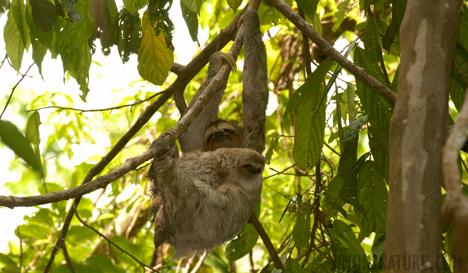 Bradypus variegatus [310 mm, 1/60 Sek. bei f / 5.6, ISO 200]